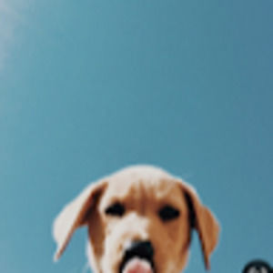 Meet your Posher, Abby